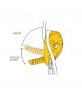 PETZL I’D S SELF BRAKING DESCENDER