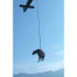 LIFTING HARNESS FOR LARGE ANIMAL RESCUE