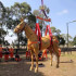 LIFTING HARNESS FOR LARGE ANIMAL RESCUE - SET 1