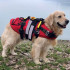 DOG LIFE JACKET DELPHIN
