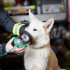 OXYGEN MASKS FOR ANIMALS SET