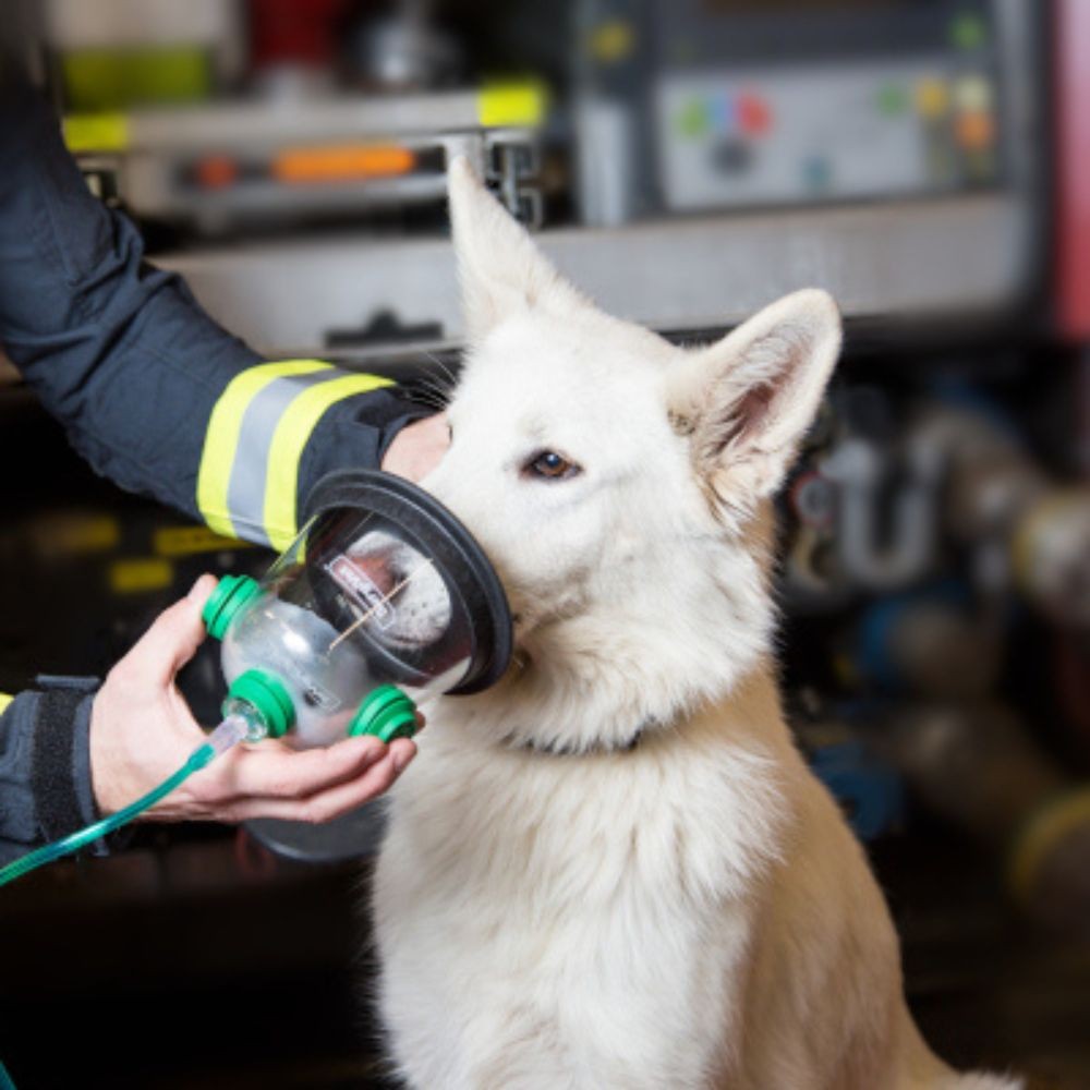 OXYGEN MASKS FOR ANIMALS SET Animal rescue